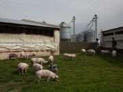 Pautas y medidas para la prevención de la triquinosis en la producción porcina