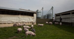 Pautas y medidas para la prevención de la triquinosis en la producción porcina