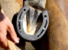 Capacitación en herrado equino en San Luis: llega un curso intensivo al Centro Ecuestre San Ignacio