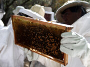 Récord de exportaciones de abejas reinas en los primeros 5 meses de 2025