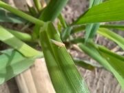 Se inicia la segunda etapa de monitoreo de chicharrita de maíz para encarar la siembra 2025-2026