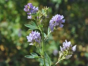 Estudian estrategias de manejo para mejorar la alfalfa
