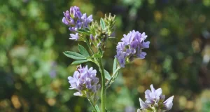 Estudian estrategias de manejo para mejorar la alfalfa