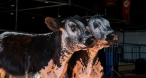 Expectativa por una nueva raza bovina que entusiasma a los productores ganaderos