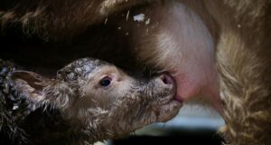 De la raza Red Simmental: Ramón, el primer ternero nacido en la Expo Rural 2025
