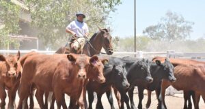 San Luis perdió más de 60.000 bovinos en un año: el stock cae por segundo ciclo consecutivo