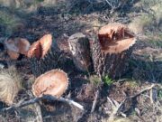 Constataron la tala de más de 200 caldenes en el sur de San Luis