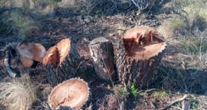 Constataron la tala de más de 200 caldenes en el sur de San Luis