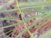 Estrategias innovadoras y ecológicas para combatir hormigas