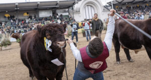 Palermo 2025: los Grandes Campeones copan la pista central