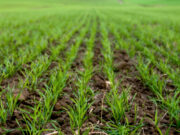 El invierno agropecuario y su rompecabezas climático