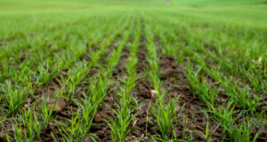 El invierno agropecuario y su rompecabezas climático