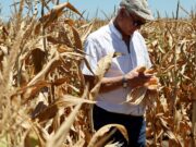 Tensiones globales y dinámica local: el mercado granario paga más por el maíz argentino retenido en el campo