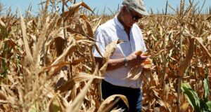 Tensiones globales y dinámica local: el mercado granario paga más por el maíz argentino retenido en el campo