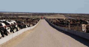 Ganadería concentrada: el agro de San Luis bajo la lupa del Censo Nacional