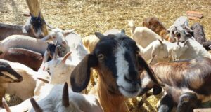 Remate ganadero en Sol Puntano: subastarán animales de alto valor genético para fortalecer la producción local