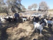 El Laboratorio del Campo fortalece la sanidad rural con servicios clave para pequeños productores