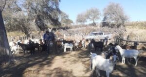 El Laboratorio del Campo fortalece la sanidad rural con servicios clave para pequeños productores