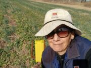 San Luis: sin rastros de chicharrita en los monitoreos de invierno