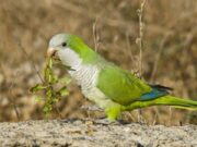 Alarma por la expansión de la cotorra argentina: cómo afecta al campo