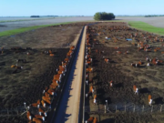 Feedlot: cuánto aumenta el margen bruto vendiendo el estiércol