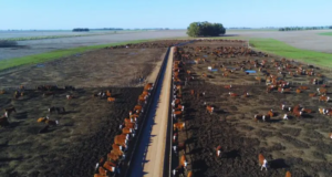 Feedlot: cuánto aumenta el margen bruto vendiendo el estiércol