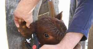 Se moderniza la identificación animal y su relación con la tipificación de la carne