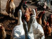 Senasa confirmó casos de gripe aviar en gallinas, pavos y faisanes en un predio de Buenos Aires