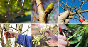 Capacitación gratuita en poda de frutales en Sol Puntano: una propuesta abierta a productores y público en general