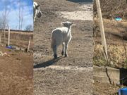 Otro robo en la Escuela Agraria de Villa Mercedes: se llevaron dos corderos recién nacidos