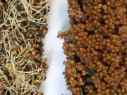 Avances científicos en sorgo: Identifican el origen genético de un grave problema