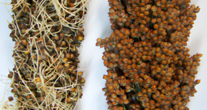 Avances científicos en sorgo: Identifican el origen genético de un grave problema