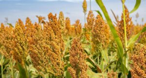 Cómo lograr silajes de calidad y transformar el forraje en rentabilidad: claves técnicas para una mejor nutrición animal