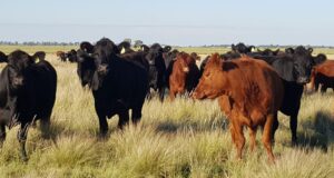 Mercado de invernada: valores récord frente a una demanda que cede incluso en pleno pico de zafra