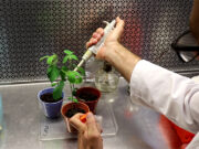Ingeniería genética: mejorar biofertilizantes para aumentar la productividad agrícola