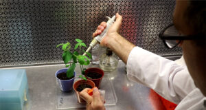 Ingeniería genética: mejorar biofertilizantes para aumentar la productividad agrícola