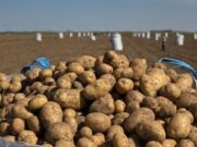 En Mendoza algunos productores regalan la papa al no cubrir los costos