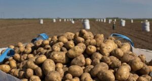 En Mendoza algunos productores regalan la papa al no cubrir los costos