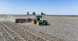 San Luis mantendrá la superficie de girasol para la campaña 2025-2026