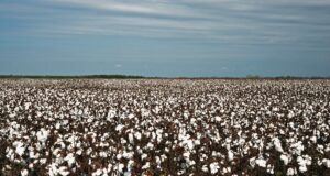 El Gobierno Nacional autorizó un nuevo evento genéticamente modificado de algodón
