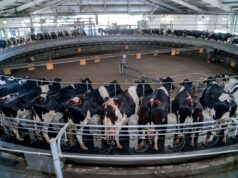 La producción nacional de leche creció 12% en el primer semestre 2025