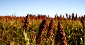 La producción de sorgo 2024/2025 creció 16% respecto a la campaña anterior