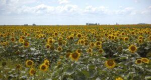 Girasol: julio marca un triple récord histórico de molienda