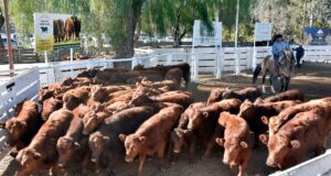 Firmeza en los precios y gran dinámica comercial en el remate de Ganadera del Sur