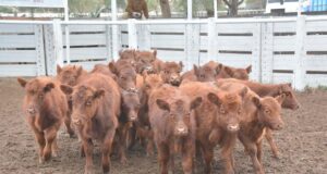 Dupuy y Pedernera, los departamentos de San Luis con mayor caída en el stock bovino
