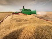 Menores rindes en EE.UU. y márgenes récord en Argentina reconfiguran el mercado de granos