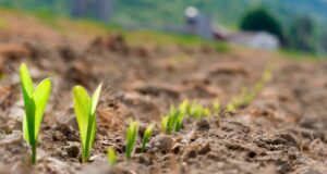 Villa Mercedes: curso de perfeccionamiento sobre prácticas agrícolas sostenibles