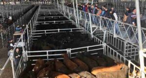 Cañuelas: el novillo de consumo le gana a la inflación en los últimos 45 días