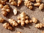 San Luis: investigación sobre el topinambur por su potencial para alimentos saludables y de bajo índice glucémico