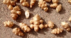 San Luis: investigación sobre el topinambur por su potencial para alimentos saludables y de bajo índice glucémico
